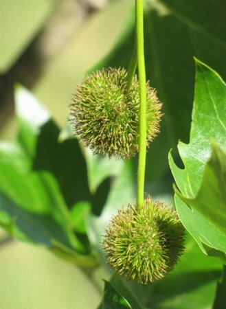Platanus hispanica 18-20 Hoogstam wortelgoed 3 X verplant - afbeelding 14