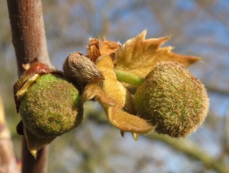 Platanus hispanica 18-20 Hoogstam wortelgoed 3 X verplant - afbeelding 16