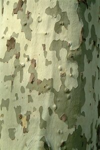 Platanus hispanica 18-20 Hoogstam wortelgoed 3 X verplant - afbeelding 17