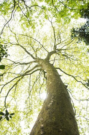 Platanus hispanica 18-20 Hoogstam wortelgoed 3 X verplant - afbeelding 18