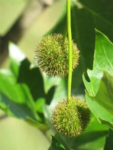 Platanus hispanica 18-20 Hoogstam wortelgoed 3 X verplant - afbeelding 19
