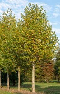 Platanus hispanica 18-20 Hoogstam wortelgoed 3 X verplant - afbeelding 11