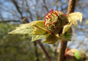 Platanus hispanica 18-20 Hoogstam wortelgoed 3 X verplant - afbeelding 10
