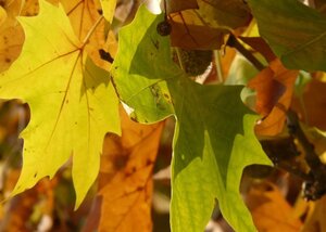 Platanus hispanica 18-20 Hoogstam wortelgoed 3 X verplant - afbeelding 2