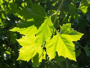 Platanus hispanica 18-20 Hoogstam wortelgoed 3 X verplant - afbeelding 3
