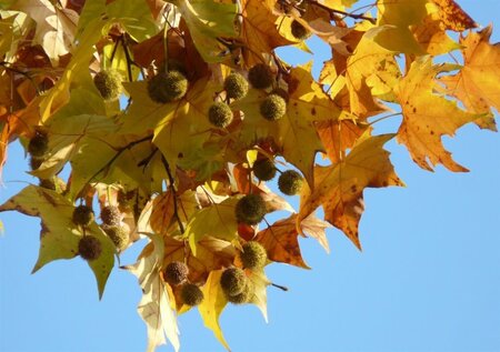 Platanus hispanica 18-20 Hoogstam wortelgoed 3 X verplant - afbeelding 4