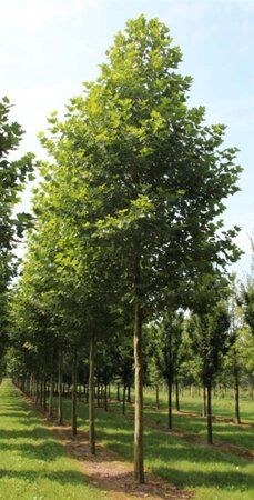 Platanus hispanica 18-20 Hoogstam wortelgoed 3 X verplant - afbeelding 5