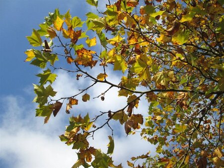 Platanus hispanica 18-20 Hoogstam wortelgoed 3 X verplant - afbeelding 6