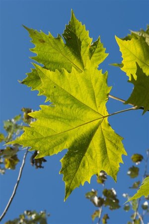 Platanus hispanica 18-20 Hoogstam wortelgoed 3 X verplant - afbeelding 7