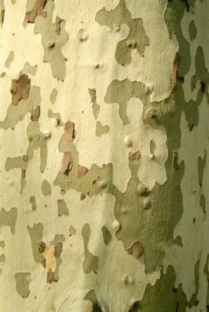 Platanus hispanica 18-20 Hoogstam wortelgoed 3 X verplant - afbeelding 8