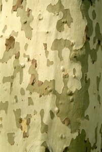 Platanus hispanica 18-20 Hoogstam wortelgoed 3 X verplant - afbeelding 8