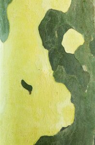 Platanus hispanica 18-20 Hoogstam wortelgoed 3 X verplant - afbeelding 9