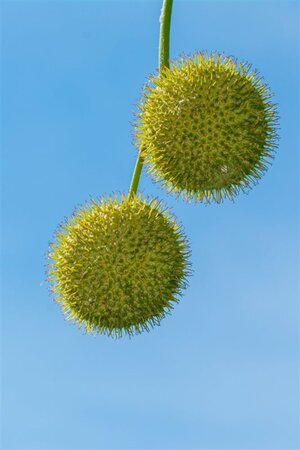 Platanus hispanica 18-20 Hoogstam wortelgoed 3 X verplant - afbeelding 20