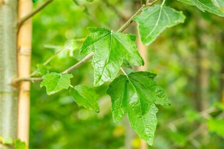 Populus alba 12-14 Hoogstam wortelgoed 2 X verplant - afbeelding 1