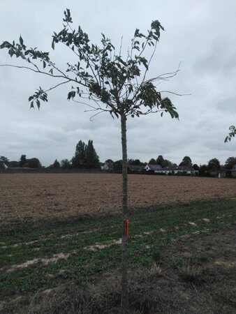 Prunus sargentii 18-20 Hoogstam draadkluit 3 X verplant