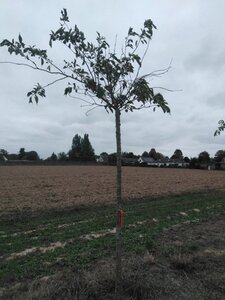 Prunus sargentii 18-20 Hoogstam draadkluit 3 X verplant