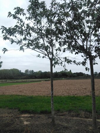 Prunus sargentii 25-30 Hoogstam draadkluit 3 X verplant