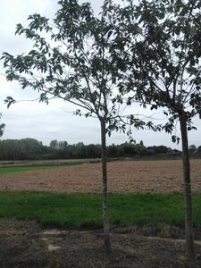 Prunus sargentii 25-30 Hoogstam draadkluit 3 X verplant