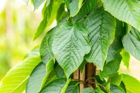 Prunus ser. 'Fugenzo'=Shirofugen 18-20 Hoogstam draadkluit 3 X verplant - afbeelding 3