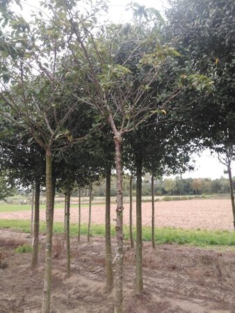 Prunus ser. 'Fugenzo'=Shirofugen 20-25 Hoogstam draadkluit 3 X verplant - afbeelding 4