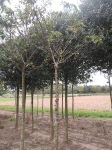 Prunus ser. 'Fugenzo'=Shirofugen 20-25 Hoogstam draadkluit 3 X verplant - afbeelding 4