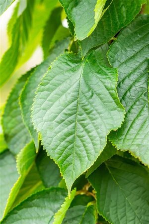 Prunus ser. 'Fugenzo'=Shirofugen 25-30 Hoogstam draadkluit 3 X verplant - afbeelding 1