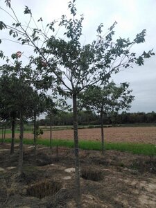Prunus ser. 'Fugenzo'=Shirofugen 25-30 Hoogstam draadkluit 3 X verplant - afbeelding 4