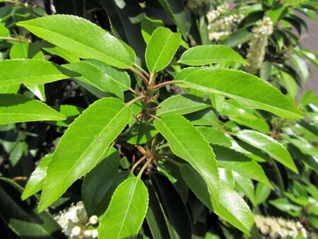 Prunus lusitanica 'Angustifolia' 100-125 cm met kluit - afbeelding 2