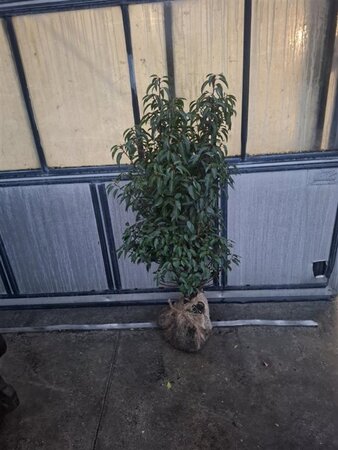 Prunus lusitanica 'Angustifolia' 100-125 cm met kluit - afbeelding 6