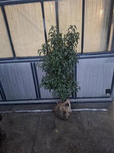 Prunus lusitanica 'Angustifolia' 100-125 cm met kluit - afbeelding 6