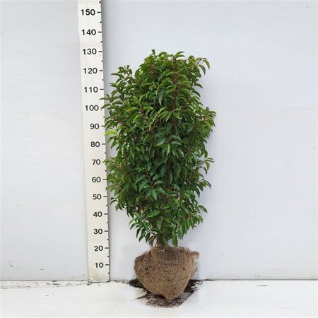 Prunus lusitanica 'Angustifolia' 100-125 cm met kluit - afbeelding 5