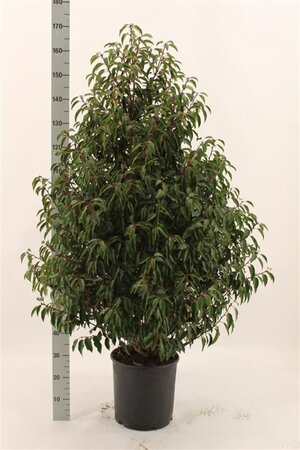 Prunus lusitanica 'Angustifolia' 125-150 cm met kluit - afbeelding 4