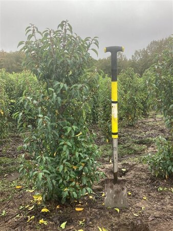 Prunus lusitanica 'Angustifolia' 125-150 cm met kluit - afbeelding 5