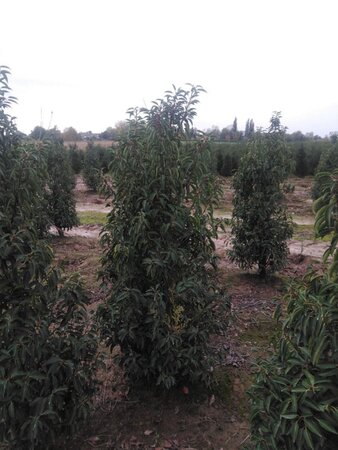 Prunus lusitanica 'Angustifolia' 150-175 cm met kluit - afbeelding 5