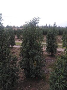 Prunus lusitanica 'Angustifolia' 150-175 cm met kluit - afbeelding 5