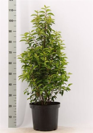 Prunus lusitanica 'Angustifolia' 80-100 cm met kluit - afbeelding 1
