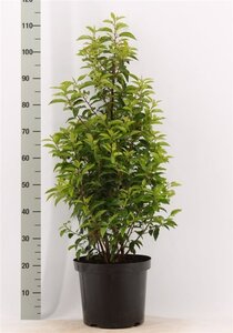 Prunus lusitanica 'Angustifolia' 80-100 cm met kluit - afbeelding 1