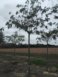 Prunus yedoensis 25-30 Hoogstam draadkluit 3 X verplant