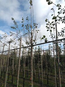 Pyrus c. 'Beech Hill' 8-10 Hoogstam wortelgoed - afbeelding 2