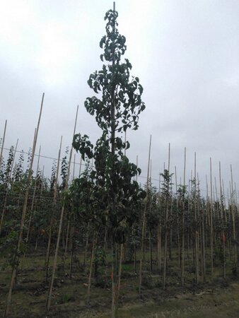 Pyrus calleryana 'Capital' 10-12 Hoogstam wortelgoed - afbeelding 1