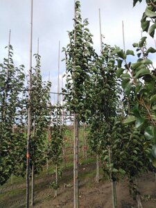 Pyrus calleryana 'Chanticleer' 10-12 Hoogstam wortelgoed - afbeelding 3