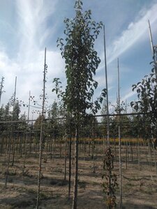 Pyrus calleryana 'Chanticleer' 10-12 Hoogstam wortelgoed - afbeelding 1