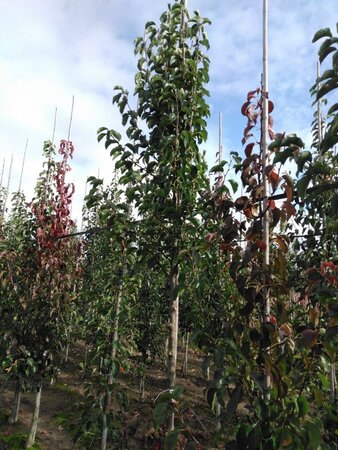 Pyrus calleryana 'Chanticleer' 12-14 Hoogstam wortelgoed 2 X verplant