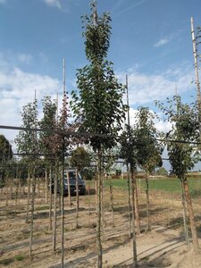 Pyrus calleryana 'Chanticleer' 14-16 Hoogstam wortelgoed 2 X verplant