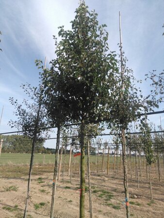 Pyrus calleryana 'Chanticleer' 18-20 Hoogstam draadkluit 3 X verplant