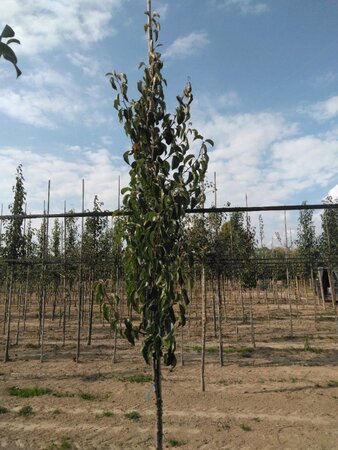 Pyrus calleryana 'Chanticleer' 6-8 Hoogstam wortelgoed - afbeelding 1
