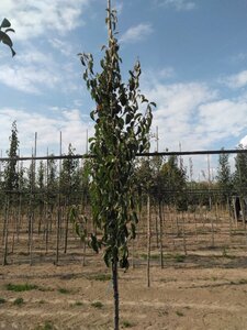 Pyrus calleryana 'Chanticleer' 6-8 Hoogstam wortelgoed - afbeelding 1