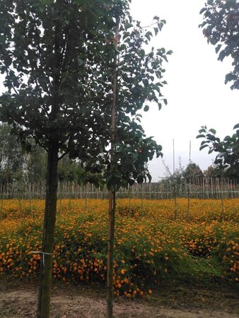 Pyrus calleryana 'Chanticleer' 6-8 Hoogstam wortelgoed - afbeelding 2