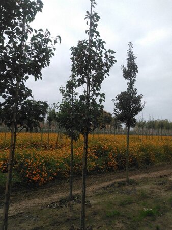 Pyrus calleryana 'Chanticleer' 8-10 Hoogstam wortelgoed - afbeelding 2