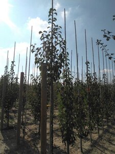 Pyrus calleryana 'Chanticleer' 8-10 Hoogstam wortelgoed - afbeelding 1